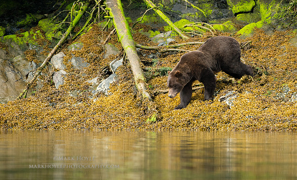 Red bluff Brown Bear