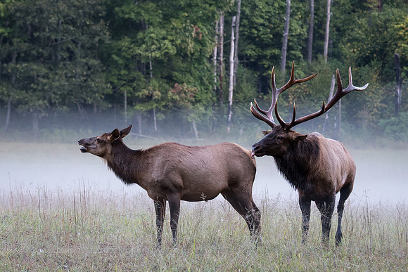 The Rut