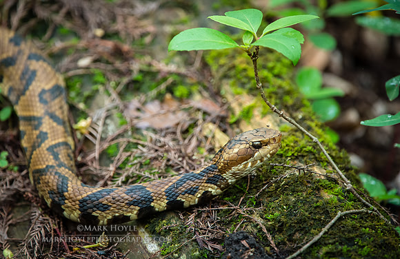 Cottonmouth Portrait