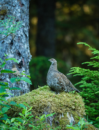 Blue Grouse