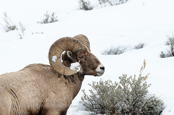 Bighorn Ram