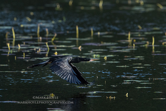 Anhinga Flight