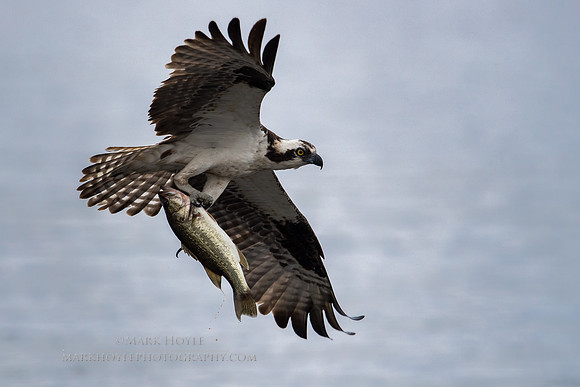 Good Catch