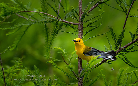 Prothonotary Warbler on Cypress