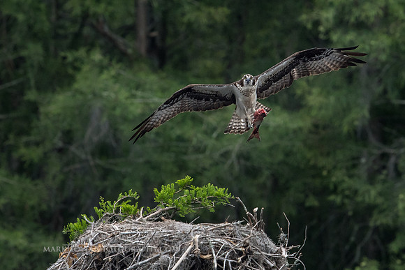 Osprey with dinner