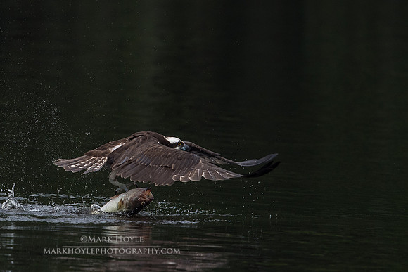 The Catch