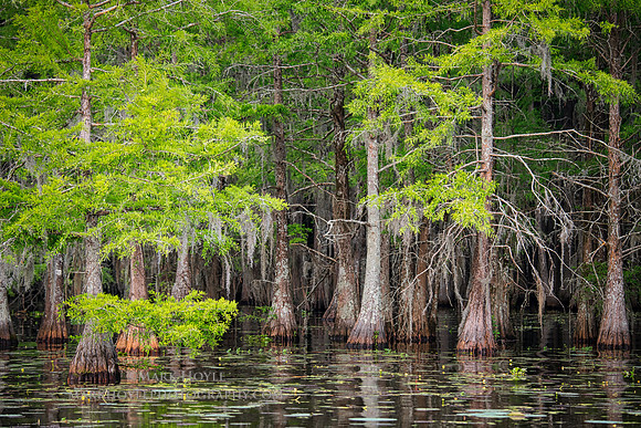 Lake Marion Cypress