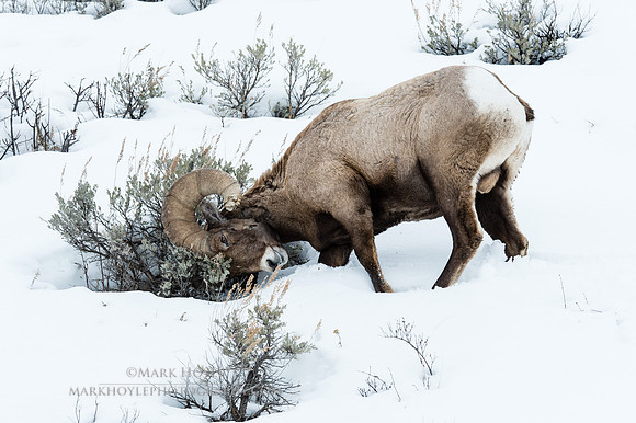Bighorn