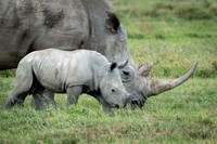 White Rhinoceros calf