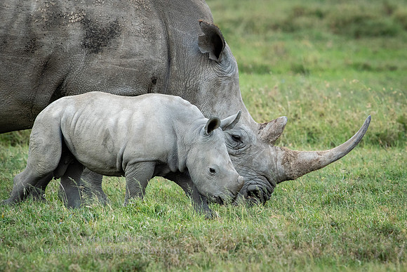 White Rhinoceros calf