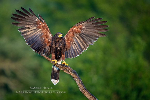 Landing