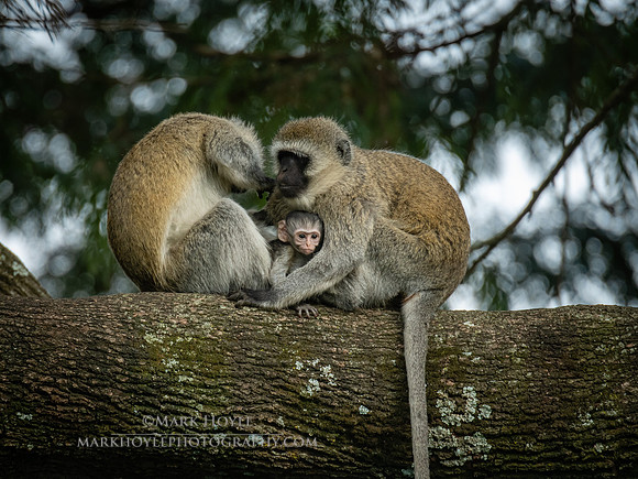 Vervet monkeys
