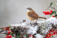 Carolina Wren