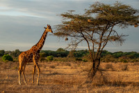 Giraffe and Acacia Tree
