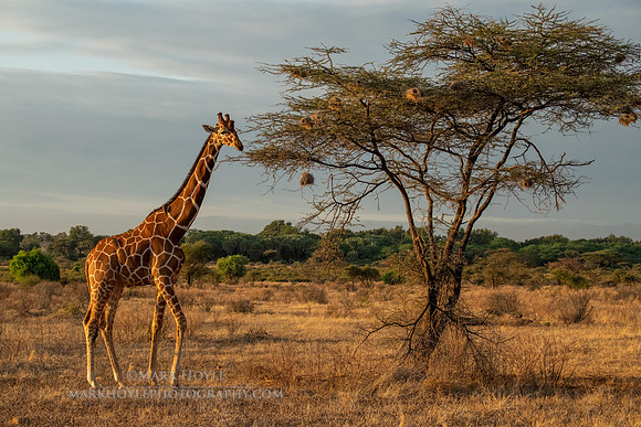 Giraffe and Acacia Tree