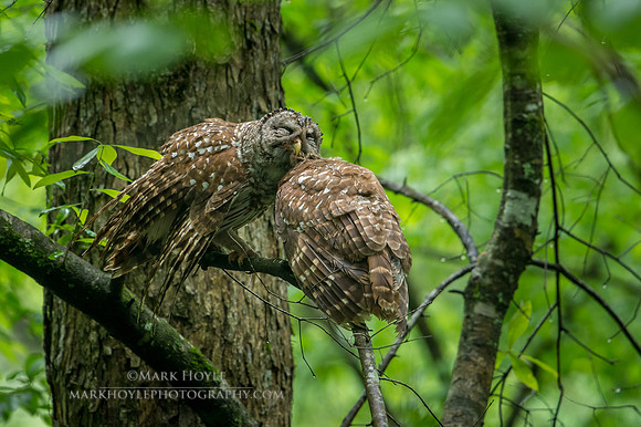 Preening