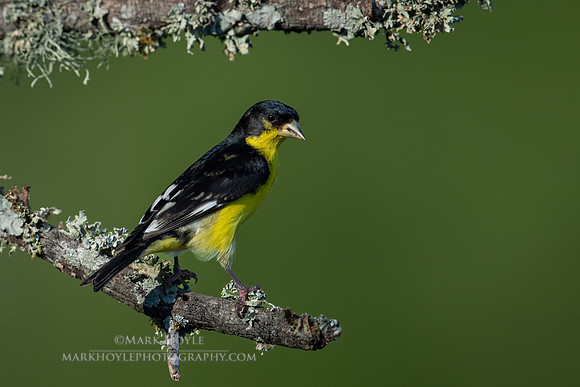 Lesser Goldfinch