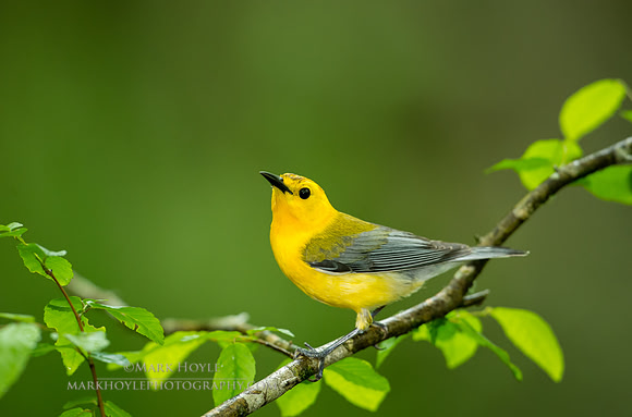 Prothonotary Portrait