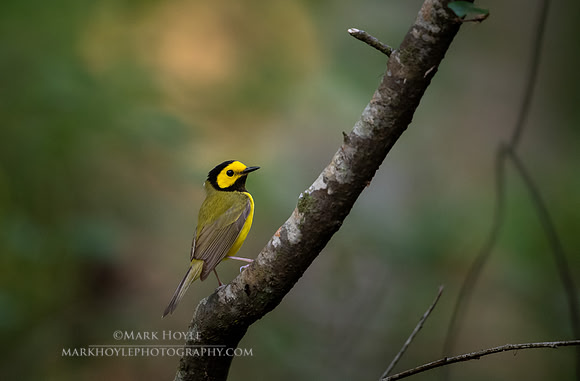 Hooded Warbler