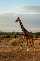 Giraffe