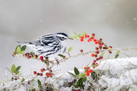 Black and White Warbler