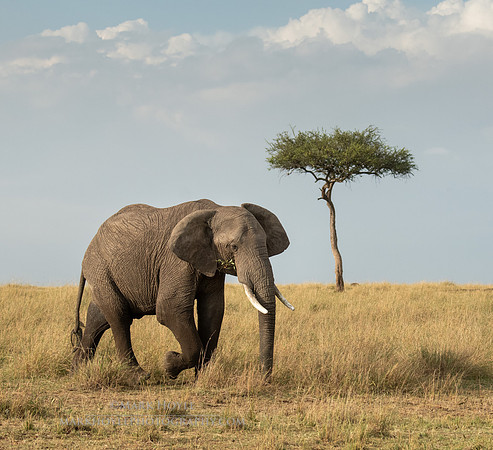 Elephant and Acacia