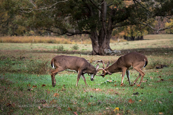 Scenic Battle