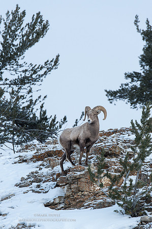 Bighorn Ram
