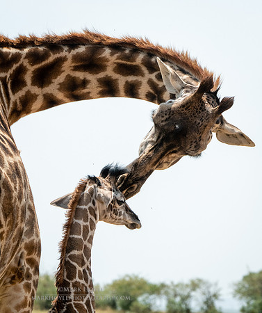 Masai Giraffe and young