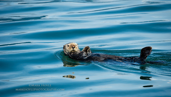 Sea Otter