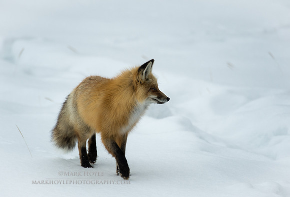 Red Fox