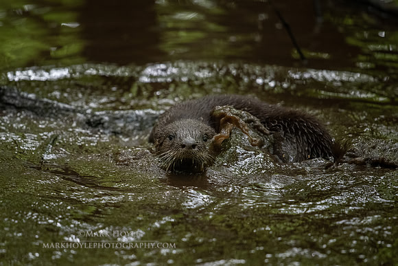 River Otter