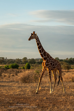 Giraffe