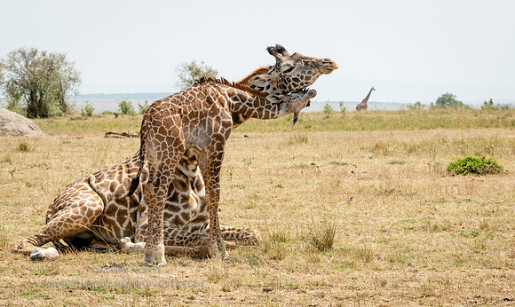 Giraffe love