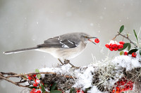 Northern Mockingbird with Berry