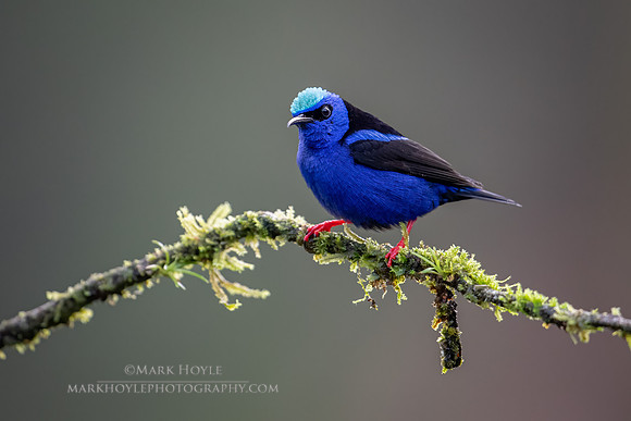 Red-legged Honeycreeper