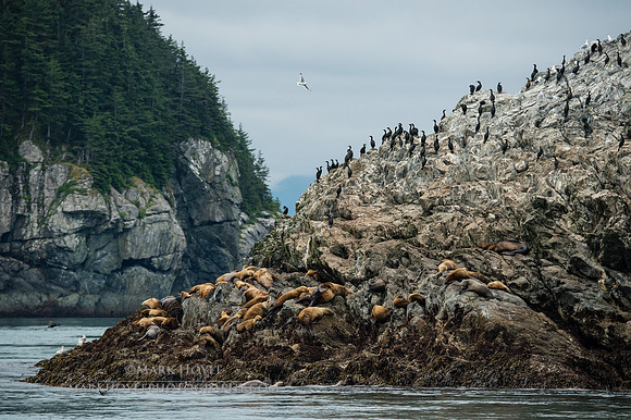Steller Sea Lions and Pelagic Cormorants