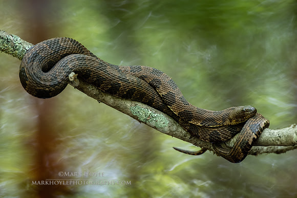 Brown Water Snake