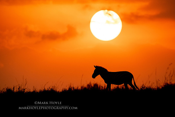 Zebra Sunset