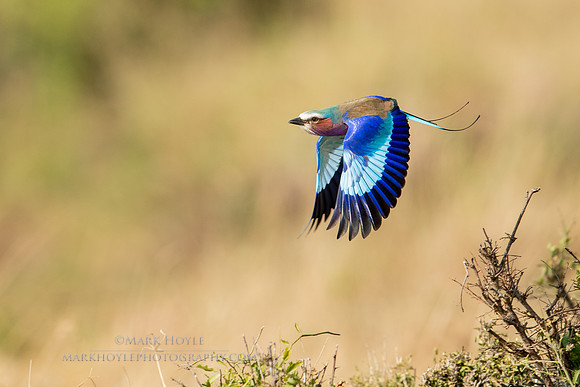Lilac-Breasted Roller