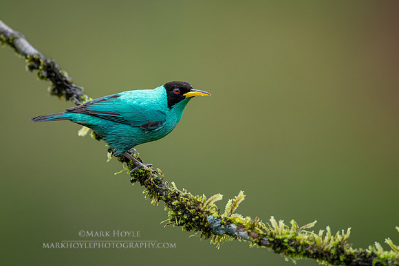 Green Honeycreeper