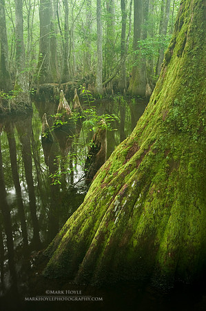 Cypress