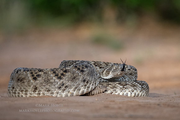 Western Diamondback Rattlesnake