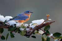 Eastern Bluebird