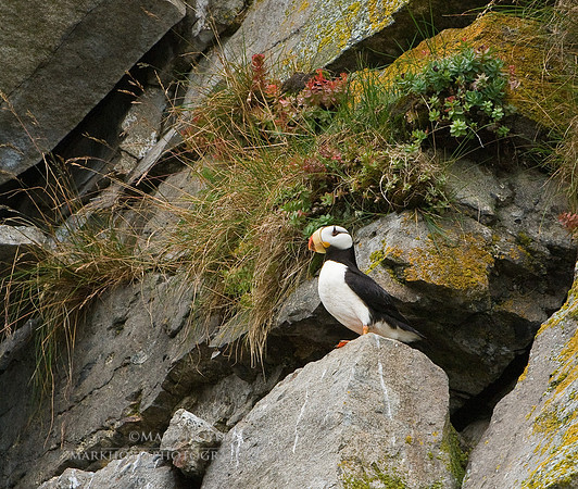 Horned Puffin