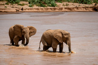 Elephants