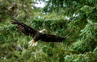 Bald Eagle in Flight