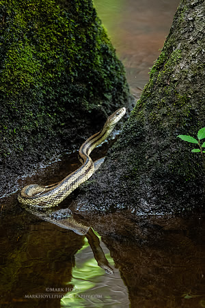 Green Rat Snake
