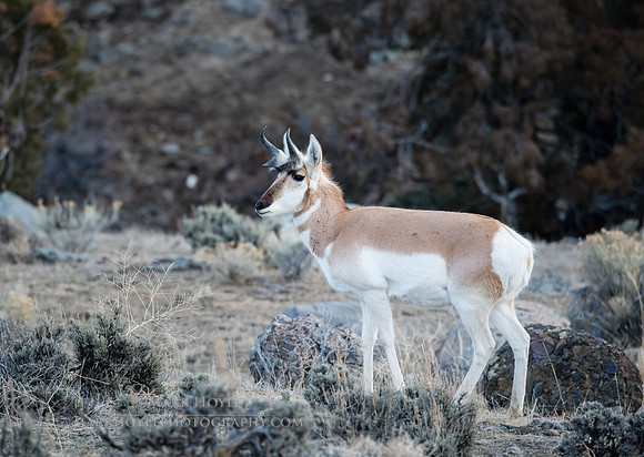 Male Pronghorn