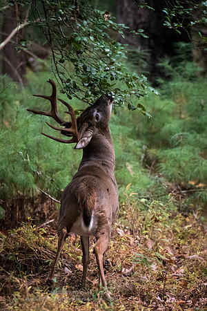 Marking his trail